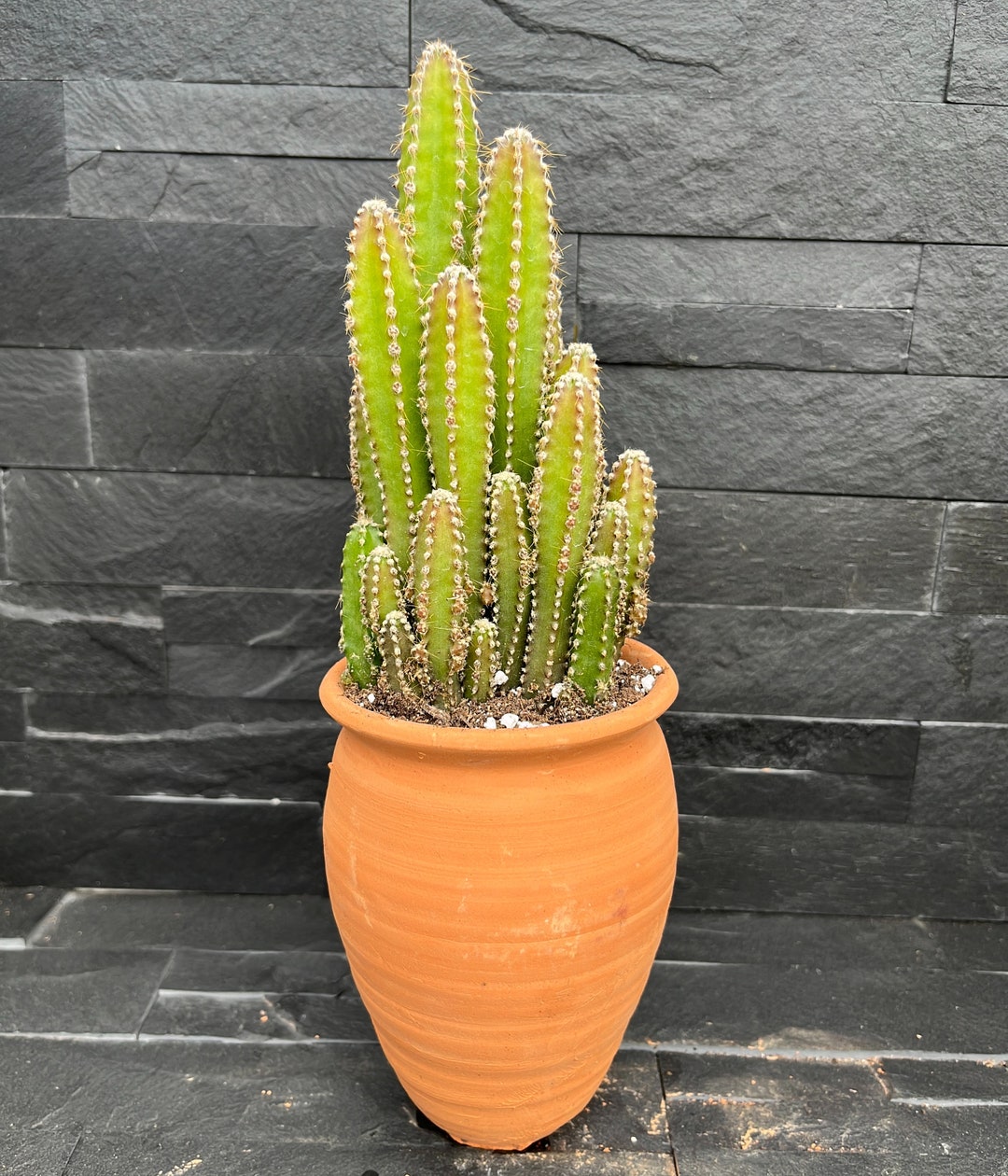 Cactus Fairy Castle Cactus Clay Pot Etsy