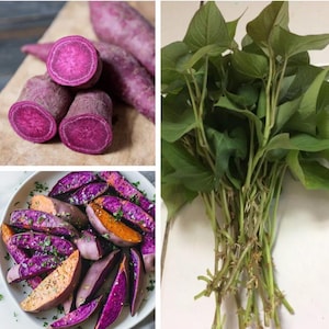 May include: A collage of images featuring purple sweet potatoes. One image shows sliced sweet potatoes with vibrant purple flesh. Another displays roasted sweet potato wedges. A third image shows a bundle of sweet potato leaves.