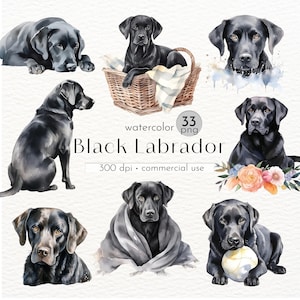 Könnte beinhalten: Ein Set mit 33 Aquarell-Illustrationen von schwarzen Labrador Retriever Hunden in verschiedenen Posen. Die Hunde sind in verschiedenen Umgebungen dargestellt, darunter ein Korb, eine Decke und mit einem Ball. Die Illustrationen sind hochauflösend und perfekt für digitales Scrapbooking, Kartenherstellung und andere kreative Projekte.