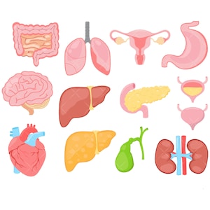 Human Organs Clipart, Brains, Heart, Kidney, Utero, Intestines, Lungs, Liver - Instant Download