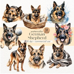 水彩のジャーマン シェパード、水彩画の犬、ジャーマン