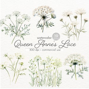 Queen Anne's Lace Clipart, Bilder von Aquarell Sommerblumen, Einladungen, Scrapbooking - Instant Download - Kommerzielle Nutzung