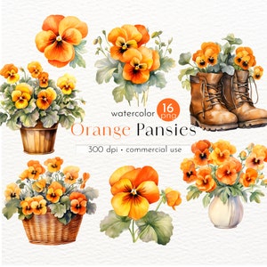 Orange Pansies Clipart, Pansy Images, Images of Watercolor Spring Flowers - Instant Download - Commercial Use