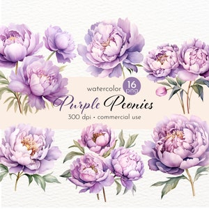 Clipart di peonie di seta viola chiaro, immagini di bellissimi fiori estivi - Download immediato - Uso commerciale