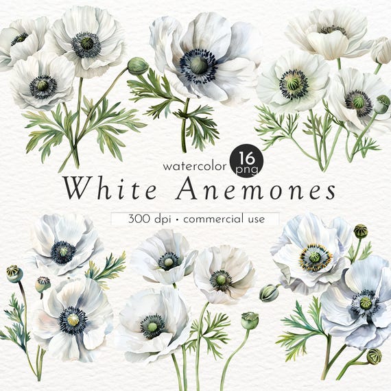 白いアネモネの水彩画クリップアート：花のPNGイラスト（商用利用、300