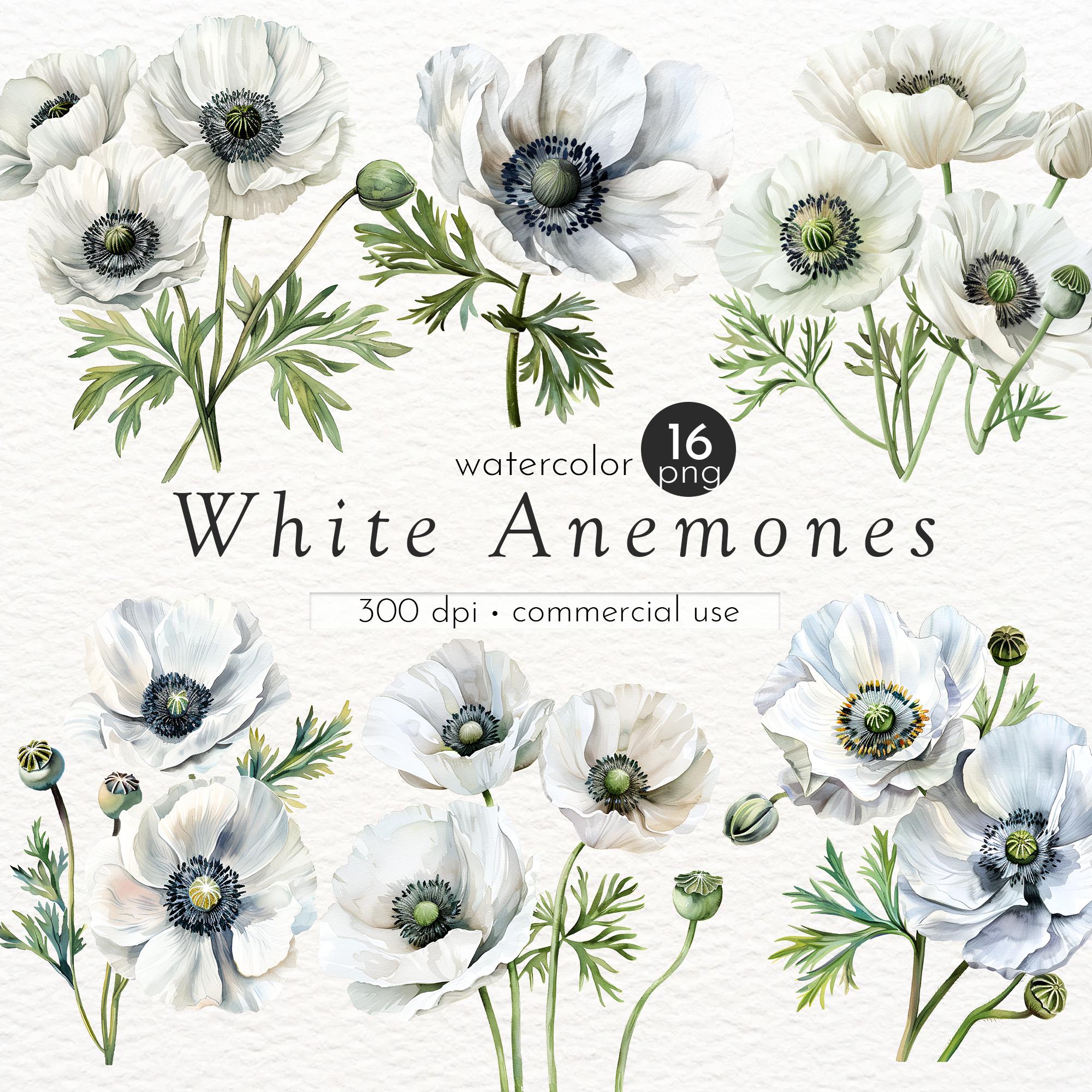 白いアネモネの水彩画クリップアート：花のPNGイラスト（商用利用、300