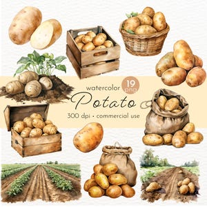Imágenes prediseñadas de papa, papa en acuarela, paquete de imágenes prediseñadas de papas PNG, paquete de imágenes prediseñadas de verduras - Descarga instantánea - Uso comercial