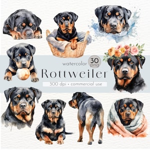Rottweiler Clipart, Watercolor Dog Art, Rottweiler Digital Art, Gifts for Pets Clip Art - Instant Download - Commercial Use