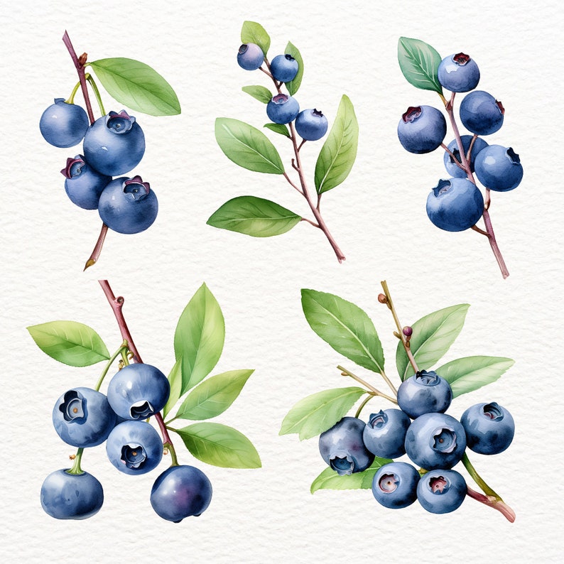May include: Watercolor painting of four blueberry sprigs with green leaves and blue berries. The blueberries are arranged in clusters on the branches.