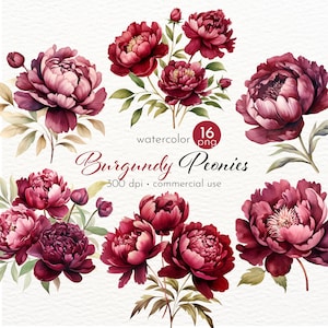 Clipart de pivoines bourgogne, Images de belles fleurs d'été - téléchargement immédiat - usage Commercial