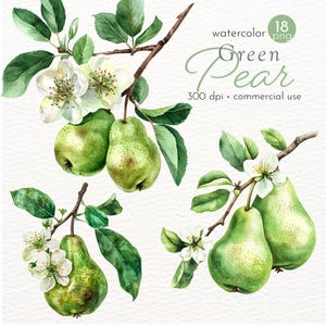 Pacchetto di clipart di fiori e foglie di pera verde, arte dell'albero di pera, ramo di pera, immagini di pera rinfrescante - Download immediato - Uso commerciale