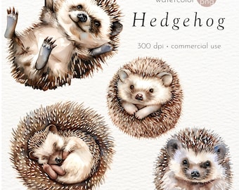 Cute Hedgehog Clipart, Little Hedgehog Baby, Baby Shower Clipart, Baby Hedgehog Images - Instant Download - Commercial Use