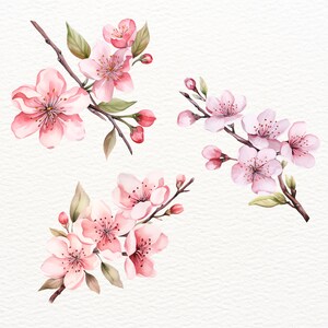 May include: Three watercolor illustrations of pink cherry blossoms with green leaves and branches. The blossoms are in various stages of bloom, with some fully open and others still in bud.