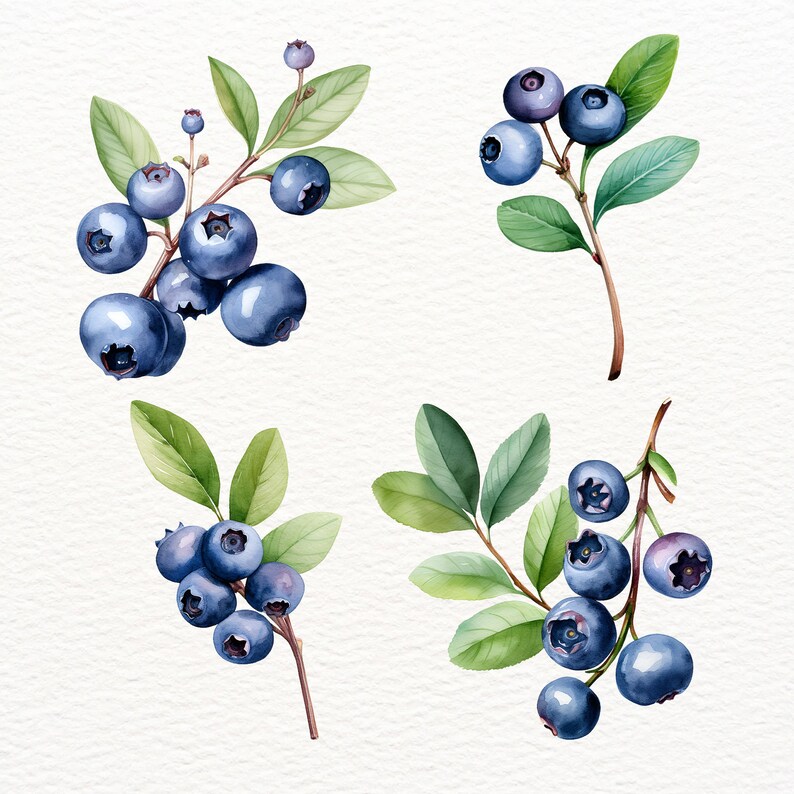 May include: Watercolor painting of four sprigs of blueberries with green leaves and blue berries.