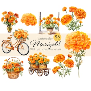 Clipart di calendula, mazzi di fiori ad acquerello, immagini di bellissimi fiori autunnali - Download immediato - Uso commerciale