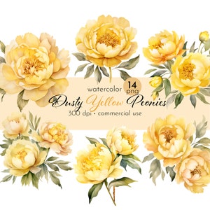 Clipart stoffige gele pioenrozen, afbeeldingen van mooie zomerbloemen - Instant Download - commercieel gebruik