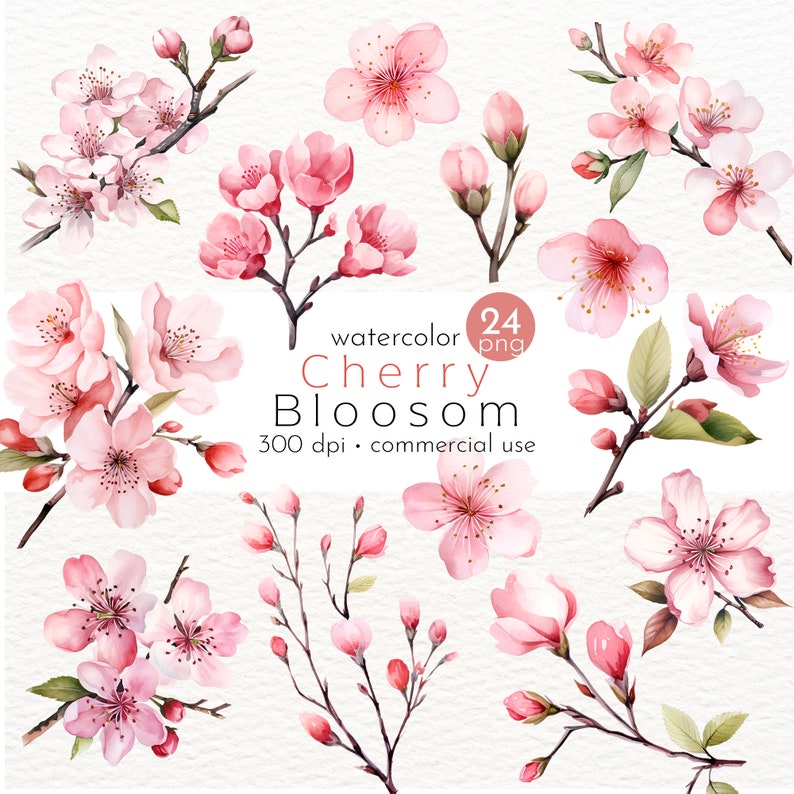 May include: Watercolor illustrations of 24 pink cherry blossoms in various stages of bloom. The illustrations are perfect for creating digital or printed designs.