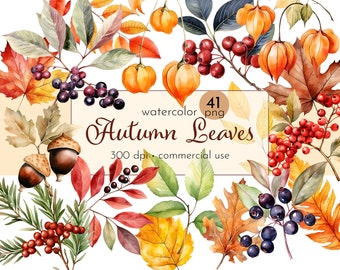 May include: Watercolour illustration of 41 autumn leaves, berries, and acorns. The leaves are in shades of red, orange, yellow, and green. The berries are red and black. The acorns are brown. The text "watercolor 41 png Autumn Leaves 300 dpi - commercial use" is in the centre of the image.