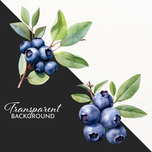 May include: Two watercolor illustrations of blueberry branches with green leaves and ripe blue berries. The text "Transparent Background" is written in black on a black background.