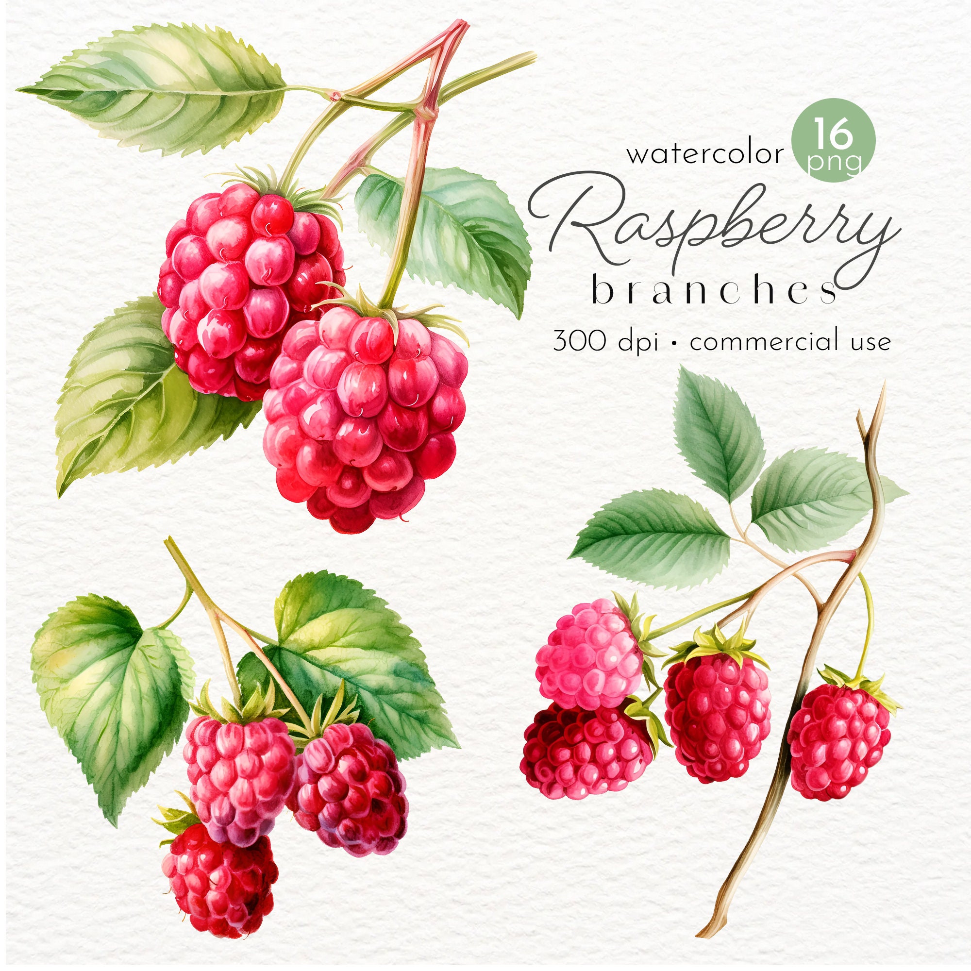 Watercolor Raspberry Branches Clipart: Summer Fruit PNG (Commercial Use)