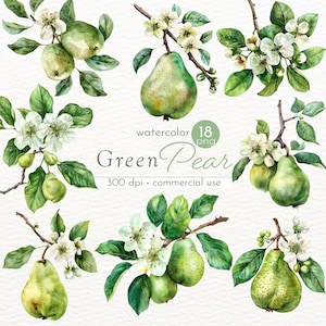 Pacchetto di clipart di fiori e foglie di pera verde, arte dell'albero di pera, ramo di pera, immagini di pera rinfrescante - Download immediato - Uso commerciale
