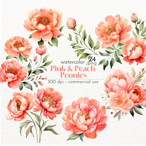 Coral Peach Peonies Clipart: Summer Flower PNG Images (Commercial Use)