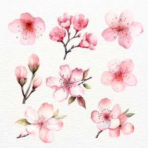 May include: Watercolor illustration of pink cherry blossoms in various stages of bloom. The flowers are delicate and have a soft, romantic feel.