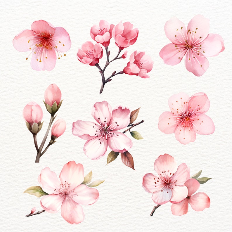 May include: Watercolor illustration of pink cherry blossoms in various stages of bloom. The flowers are delicate and have a soft, romantic feel.