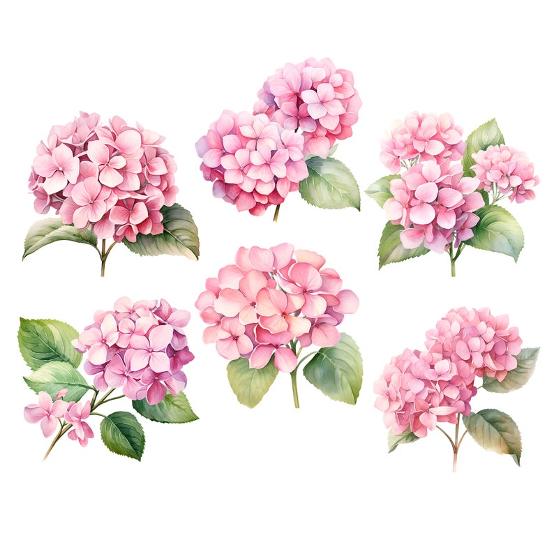Pink Hydrangea Watercolor Clipart: 22 PNG Flower Images (commercial Use ...
