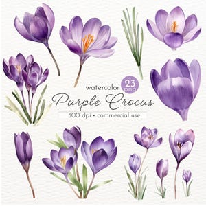 Lila Krokus Blume Clipart, Bilder von schönen Frühlingsblumen, Aquarell Blumen - Instant Download - Kommerzielle Nutzung