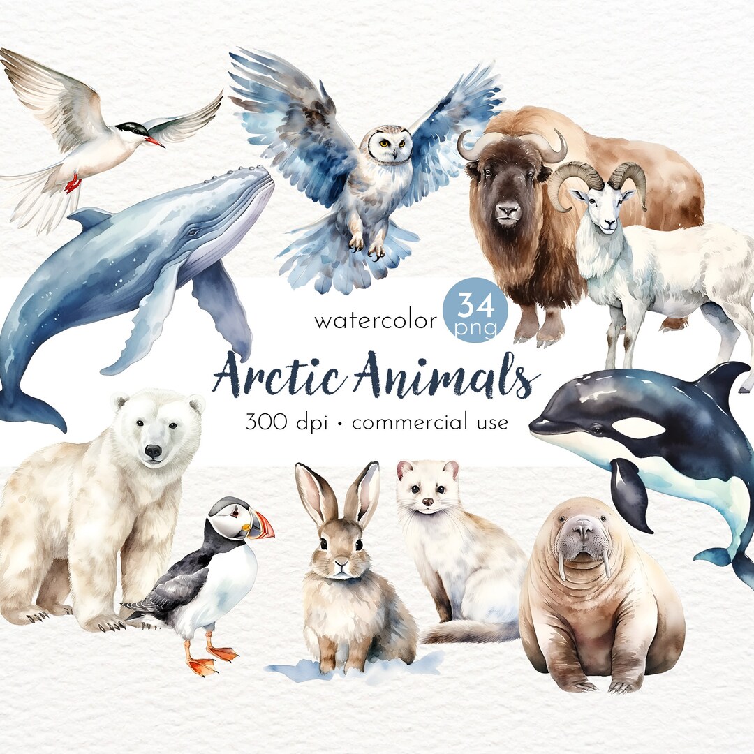 Arctic Animals Clipart, Penguin, Polar Bear, Walrus, Baby Shower