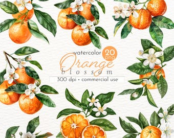 Clipart oranjebloesem: png-afbeeldingen fruitbloem (commercieel gebruik)
