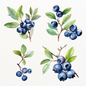 May include: Watercolor painting of four sprigs of blueberries with green leaves and blue berries.