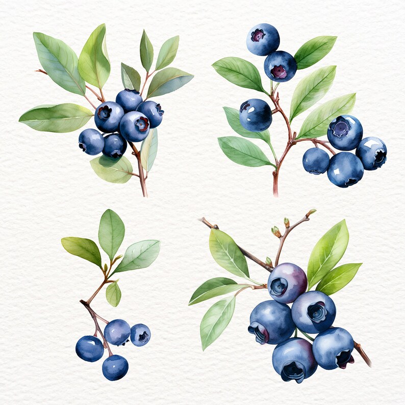 May include: Watercolor painting of four sprigs of blueberries with green leaves and blue berries.