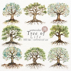Clipart dell&#39;albero della vita ad acquerello: immagini PNG di quercia (uso commerciale)