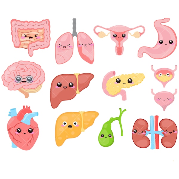 Kawaii Human Organs Clipart, Brains, Heart, Kidney, Utero, Intestines, Lungs, Liver - Instant Download
