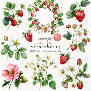 Dzikie truskawki Clipart, Owoce akwarelowe, Letnie Clipart, Berry Clipart - Natychmiastowe pobranie - Użytek komercyjny
