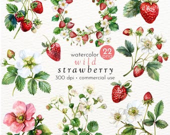 Wild Erdbeere Clipart, Aquarell Obst, Sommer Clipart, Beere Clipart - Instant Download - Kommerzielle Nutzung