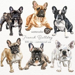 Französische Bulldogge Clipart, Aquarell Hund, Französische Bulldogge Kunst, Geschenke für Hundeliebhaber Clip Art - sofortiger Download - kommerzielle Nutzung