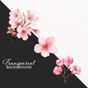 May include: Pink watercolor cherry blossoms on a black and white background. The text "Transparent Background" is written below the flowers.