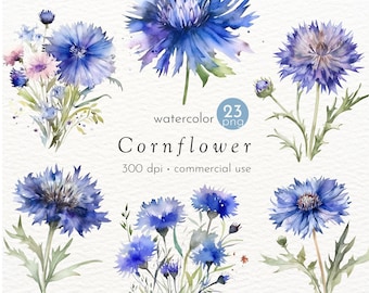 Watercolor Cornflower Clipart: 23 Flower PNG Images (Commercial Use)