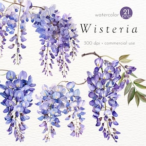 Wisteria Flower Clipart, Wisteria Illustration Clipart, Images of Beautiful Spring Flowers - Instant Download - Commercial Use