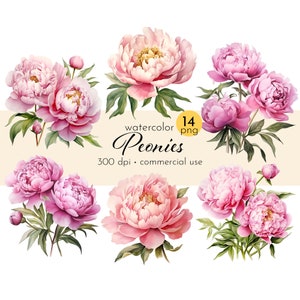 Peonies Watercolor Clipart Bundle: 14 Summer Flower PNGs (Commercial Use)