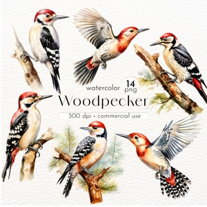 Rotbauch-Specht Clipart, Aquarell Vögel, Vogel-Dekoration, Specht Grafik - Instant Download - Kommerzielle Nutzung