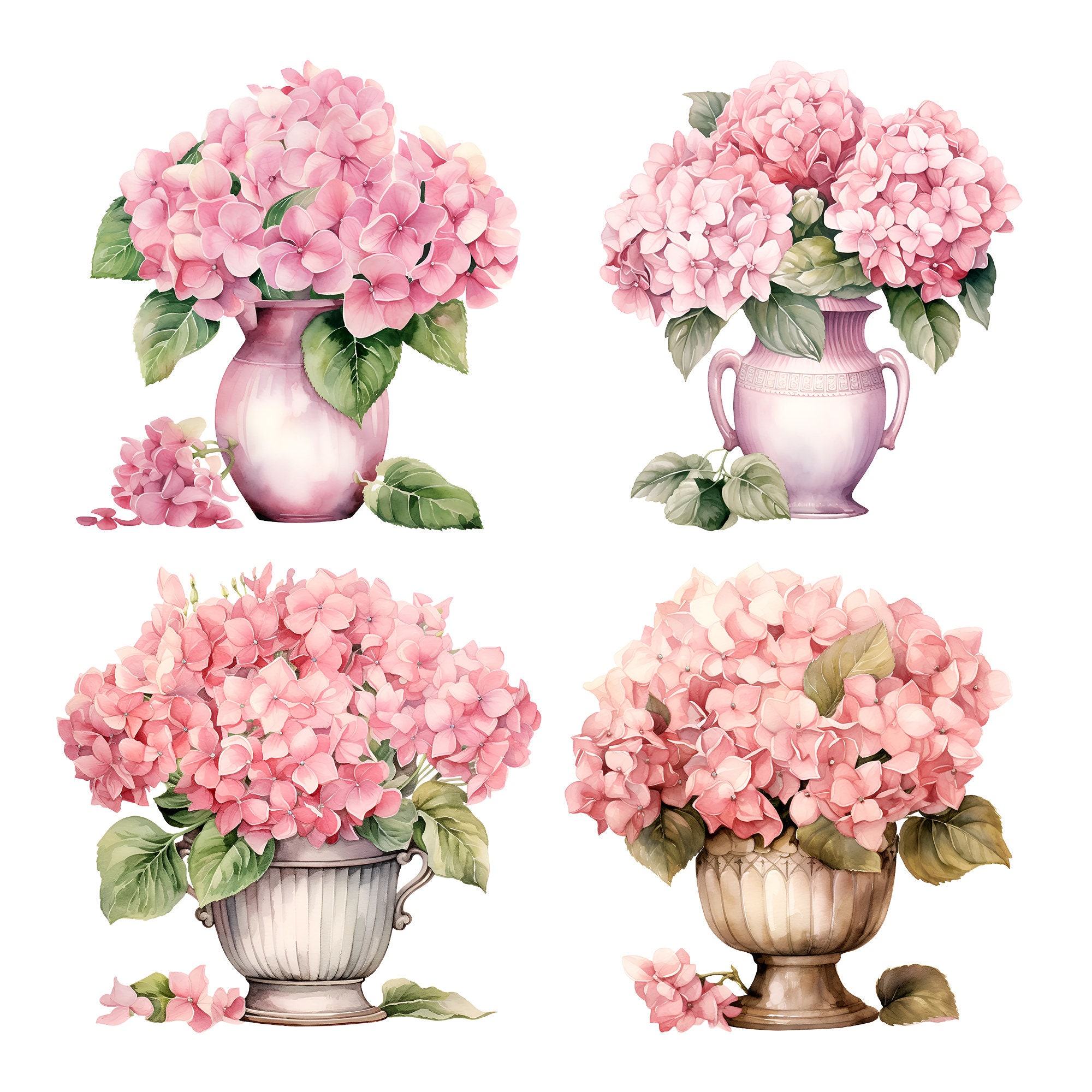 Pink Hydrangea Watercolor Clipart: 22 PNG Flower Images (commercial Use ...