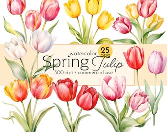 Watercolor Spring Tulip Clipart: 25 PNG Images (Commercial Use)