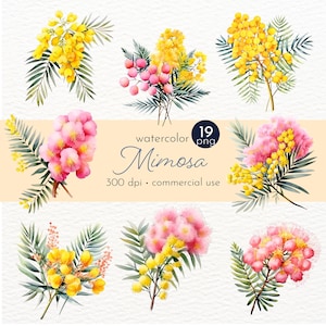Clipart di fiori di mimosa, bouquet di fiori, mimosa ad acquerello, immagini di bellissimi fiori - Download immediato - Uso commerciale