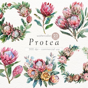 May include: Watercolor illustrations of pink and yellow protea flowers with green leaves. There are 23 individual PNG files included in this set. The text "watercolor Protea 23 png 300 dpi commercial use" is also included in the image.