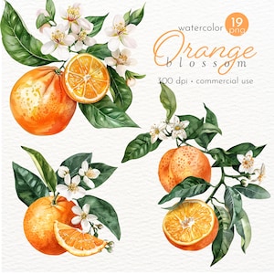 Puede incluir: Ilustración de acuarela de flores de azahar y naranjas. La ilustración presenta tres ramas separadas de un naranjo con hojas, flores y naranjas. Las naranjas son de un color naranja vibrante y las flores son blancas. La ilustración es perfecta para agregar un toque de naturaleza a cualquier proyecto.
