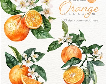 Clipart sinaasappelbloesem: png-afbeeldingen fruitbloemtak (commercieel gebruik)